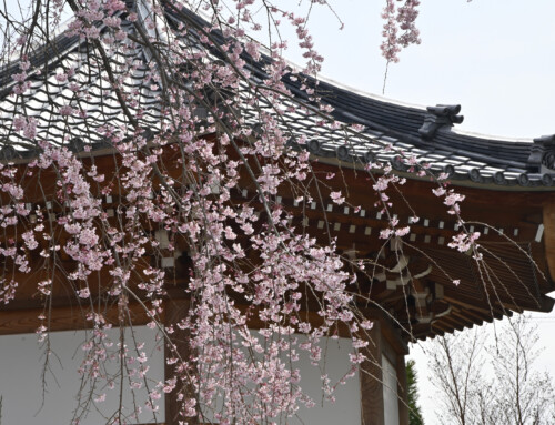 龍門寺の桜
